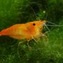 Sakura Orange shrimp aquarium Image 4