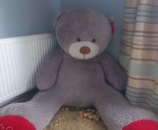 Giant Teddy