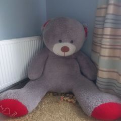 Giant Teddy