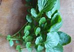Winter Cress Irish Seeds