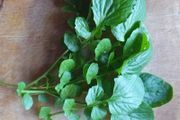 Winter Cress Irish Seeds