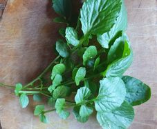 Winter Cress Irish Seeds
