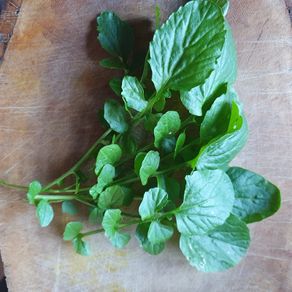 Winter Cress Irish Seeds