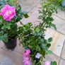 garden plants Image 2