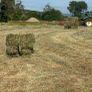 Small square Hay bales Image 2