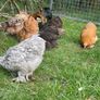 Pekin hatching eggs Image 4