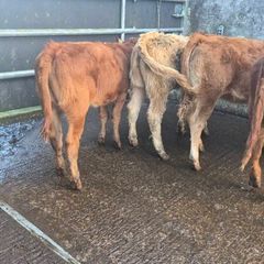 Heifers