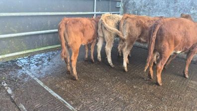 Heifers