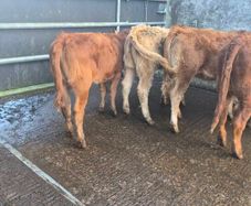 Heifers