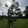 Apple tree Image 6