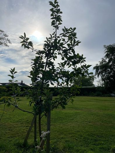 Apple tree