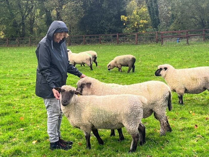 Shrophshire Rams