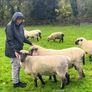 Shrophshire Rams Image 3