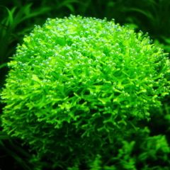 Riccia Fluitans, postage available