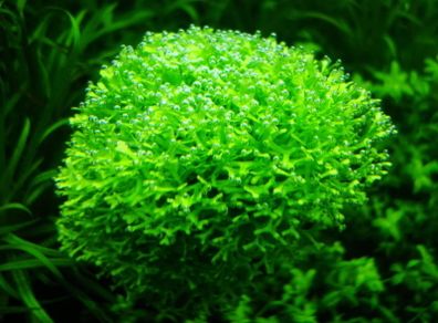 Riccia Fluitans, postage available