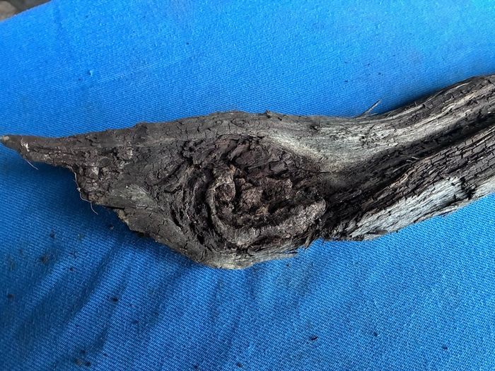 bog oak