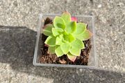 plant