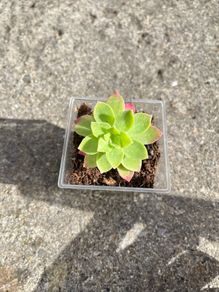 plant