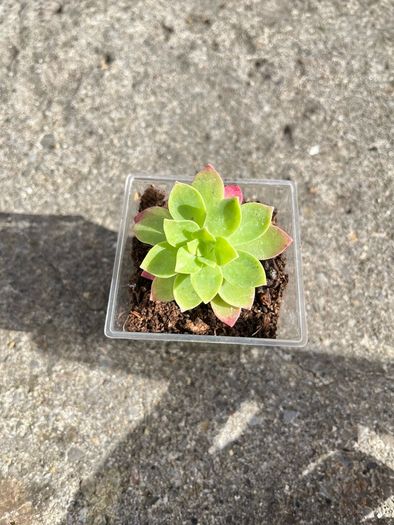 plant