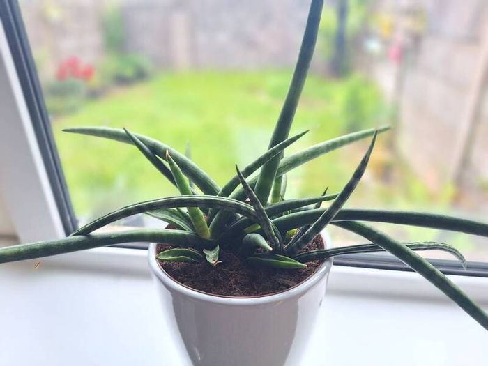 African Spear Plant in Ceramic Pot