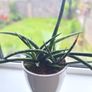 African Spear Plant in Ceramic Pot Image 3