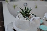 Aloe aristata Plant