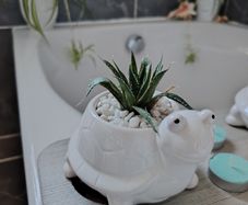 Aloe aristata Plant