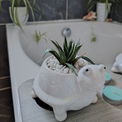 Aloe aristata Plant
