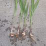 5 crocosmia lucifer bulbs Image 2