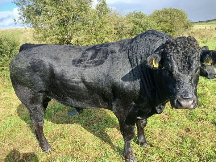 Bull