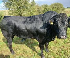 Bull