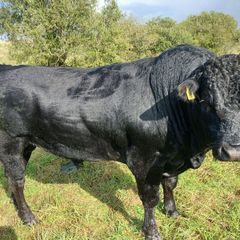 Bull