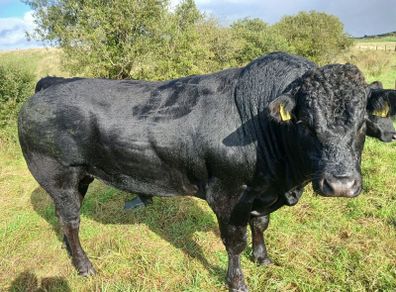Bull