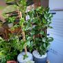 Indoor/ Outdoor Plants Image 5