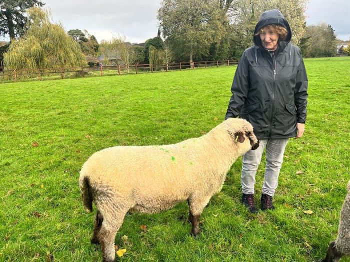 Shrophshire Rams