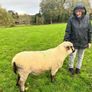 Shrophshire Rams Image 4