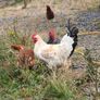 roosters Image 7
