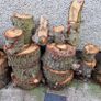 Soft Wood for Logs Image 3