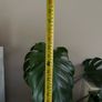 monstera plant BIG Image 6