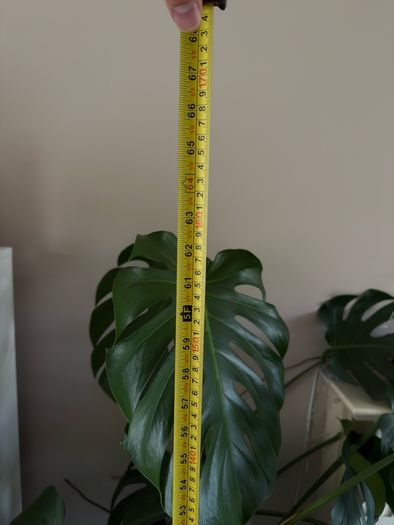 monstera plant BIG