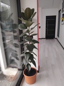 Ficus rubber Plant