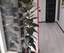 Ficus rubber Plant