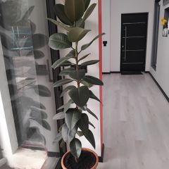 Ficus rubber Plant
