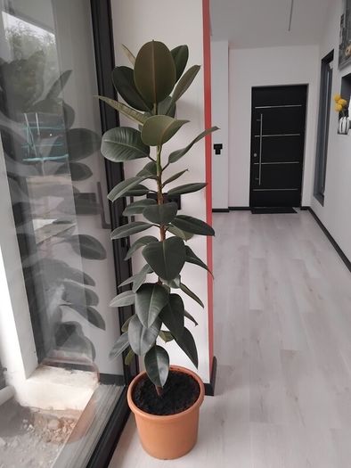 Ficus rubber Plant