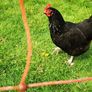 hens Image 2