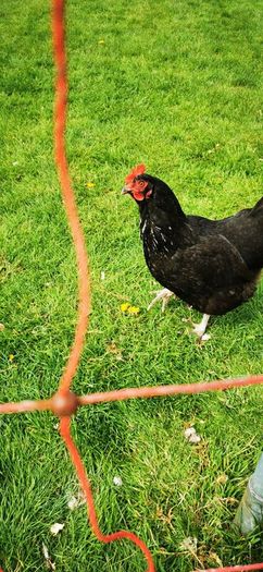 hens