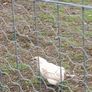 Chicken and pheasant 2026 Image 4