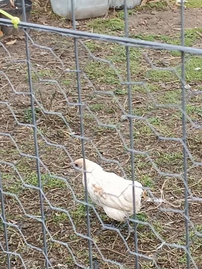 Chicken and pheasant 2026
