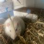 2 sweet rats Image 3