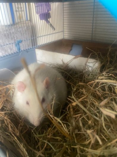 2 sweet rats